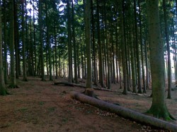 Центральный парк Хельсинки (Keskuspuisto)
