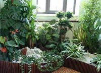 Отель для комнатных цветов в Хельсинки