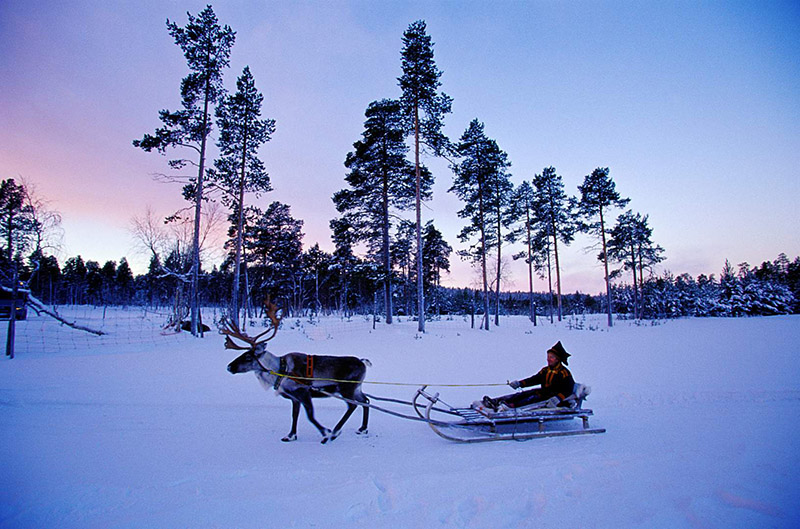 Северный олень